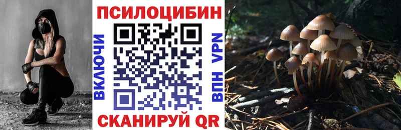 где найти Порхов Галлюциногенные грибы Magic Shrooms